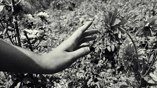 Hands touching a dahlia, large red flower in garden, Monochrome pattern