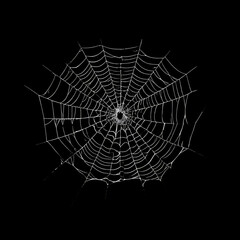 Fototapeta premium spider on web