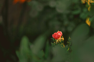 tranquil village garden glows warmly in the soft hues of sunset, casting a gentle, golden light that dances among the fragrant roses bushes