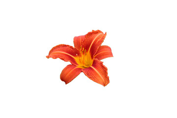 Stunning Isolated Lilium Bulbiferum Flower PNG