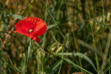 Red field poppy in the grain