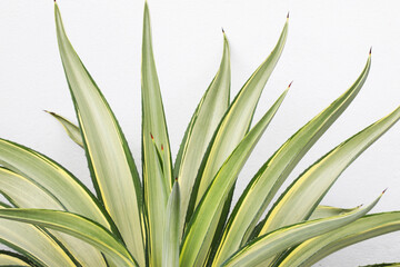  variegated leaf Agave Desmettiana in white background