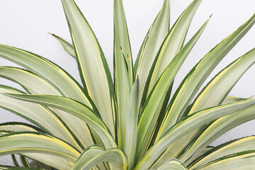 variegated leaf Agave Desmettiana in  white background	