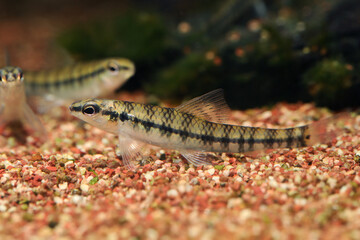 South American Darters (Characidium steindachneri) from Peruvian Amazon rainforest