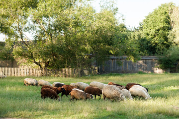 sheep grazing in a field
