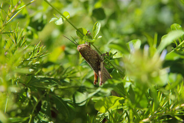 Cykady, tropikalne owady, zielony liść, drzewa w Grecji, zielone, naturalne tło © anettastar