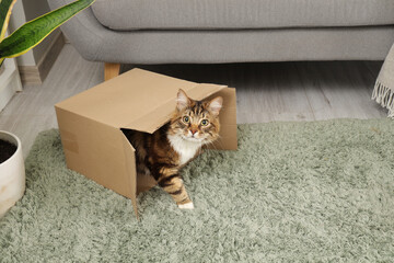 Cute cat sitting in overturned cardboard box at home