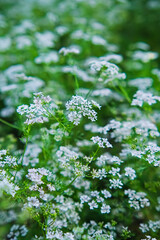 Coriander plant in full bloom with tiny white flowers