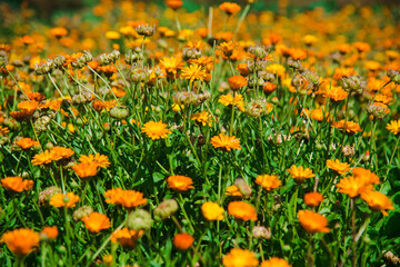 Medicinal plant Calendula officinalis grows in an agricultural field
