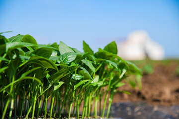 Group of green seedlings of pepper