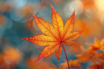 Golden Maple Leaf in Autumn Sun