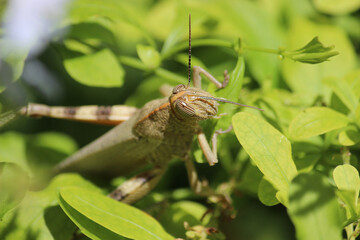  Cykady, tropikalne owady, zielony liść, drzewa w Grecji, zielone, naturalne tło © anettastar