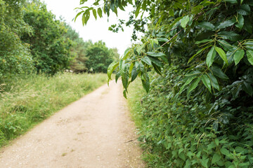 Empty woodland nature trail and dirt road seen at the edge of a dense forest in Europe. The path is popular with walkers and trail walkers.