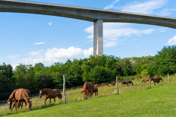 Grazing horses under the Koroshegy valley bridge next to Lake Balaton in Hungary in summer sunshine