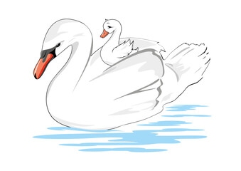 White swan mom and her baby