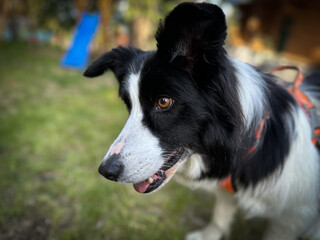 Shepherd dog, Border collie with beautiful color of eyes in the nature focused to some object