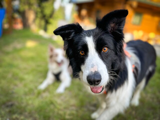 border collie playing with ball focused to object, very funny photo, brown eyes