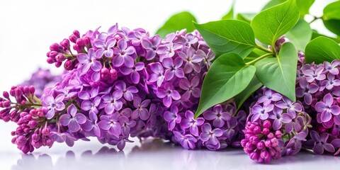 Fototapeta premium Lilac Bloom Close-up, Purple, Spring Flower, Fragrant, Blooming , lilac, flower