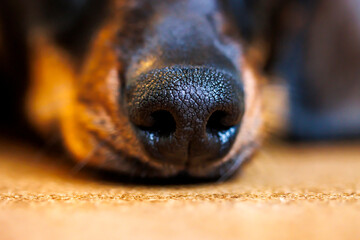 Detailed closeup of a dog's black textured nose