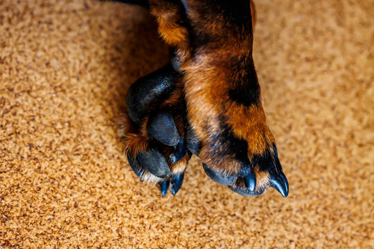 Close-up of a dog's paw on a textured surface