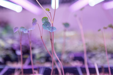 Vibrant microgreens growing under artificial light