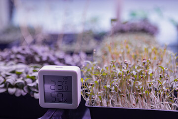 Indoor microgreens garden with temperature and humidity monitor