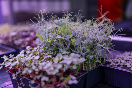 Flourishing microgreens growing in indoor trays