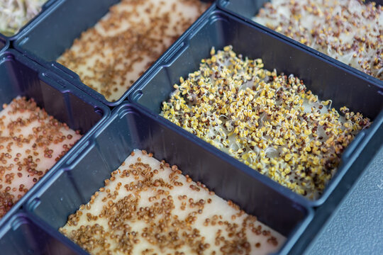 Variety of freshly sprouted microgreens in containers