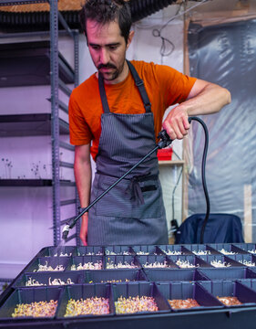 Man tending to rows of assorted microgreens in a grow room