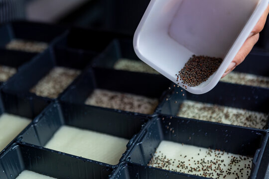Planting microgreens: Sowing seeds in soil trays