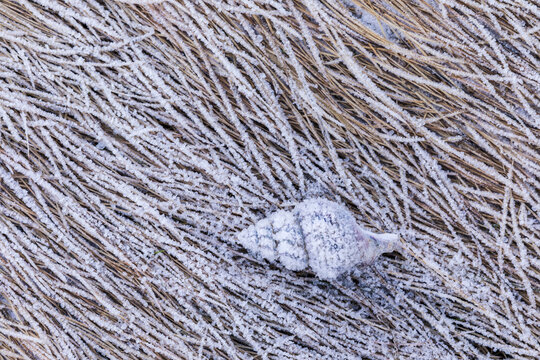 Frost covered shell on winter reeds in Lofoten, Norway