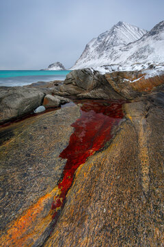 Vibrant red algae and snowy mountain landscape in Lofoten