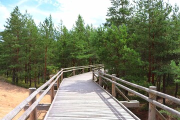 wooden bridge in the woods