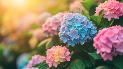 Fototapeta premium Blooming hydrangea flowers in a garden, with clusters of vibrant blue