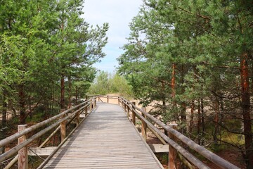 Obraz premium hiking trail in the pien forest and dunes