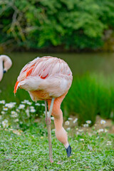pink flamingo in the zoo