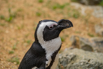 Obraz premium penguin on the rocks