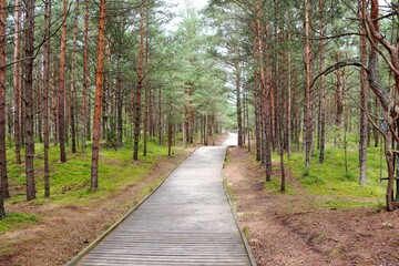 Fototapeta premium Wooden hiking trail through the pine forest