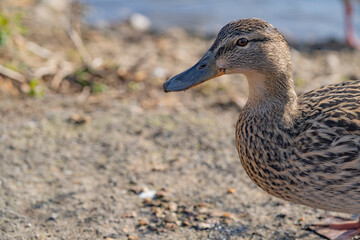 duck