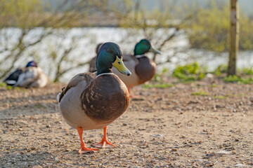 duck in the park