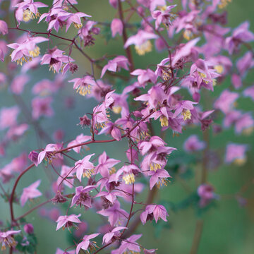 Close-up image of Chinese pink flower meawow-rue (Thalictrum delavayi)