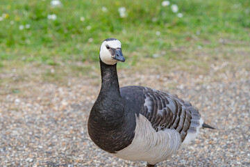 goose on a path