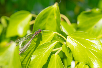 close up of a green leaf and damsel fly