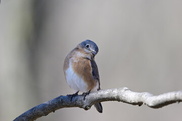 Eastern Bluebird on a Branch