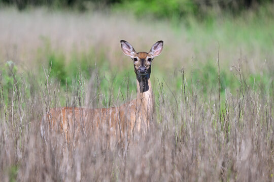white tail deer in the tall grass