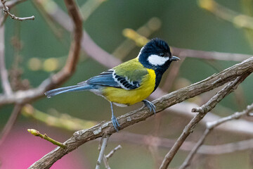 Green-backed Tit sitting on a branch of Tree. © NIRAMAY