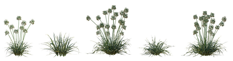 Set of Allium siculum (known as honey garlic, Sicilian honey lily, Sicilian honey garlic, or Mediterranea) frontal isolated png on a transparent background perfectly cutout high resolution