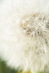 Obraz premium fluffy white flower- dandelions . macro footage. spring season