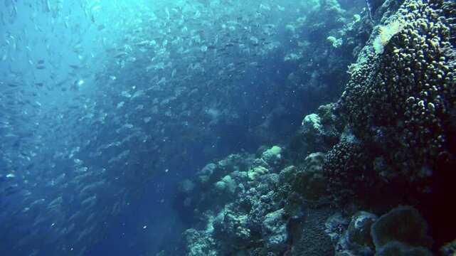 Graceful, synchronized movements of countless sardines as they navigate through the ocean in shimmering, silvery shoals