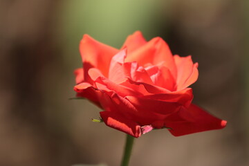 single red rose